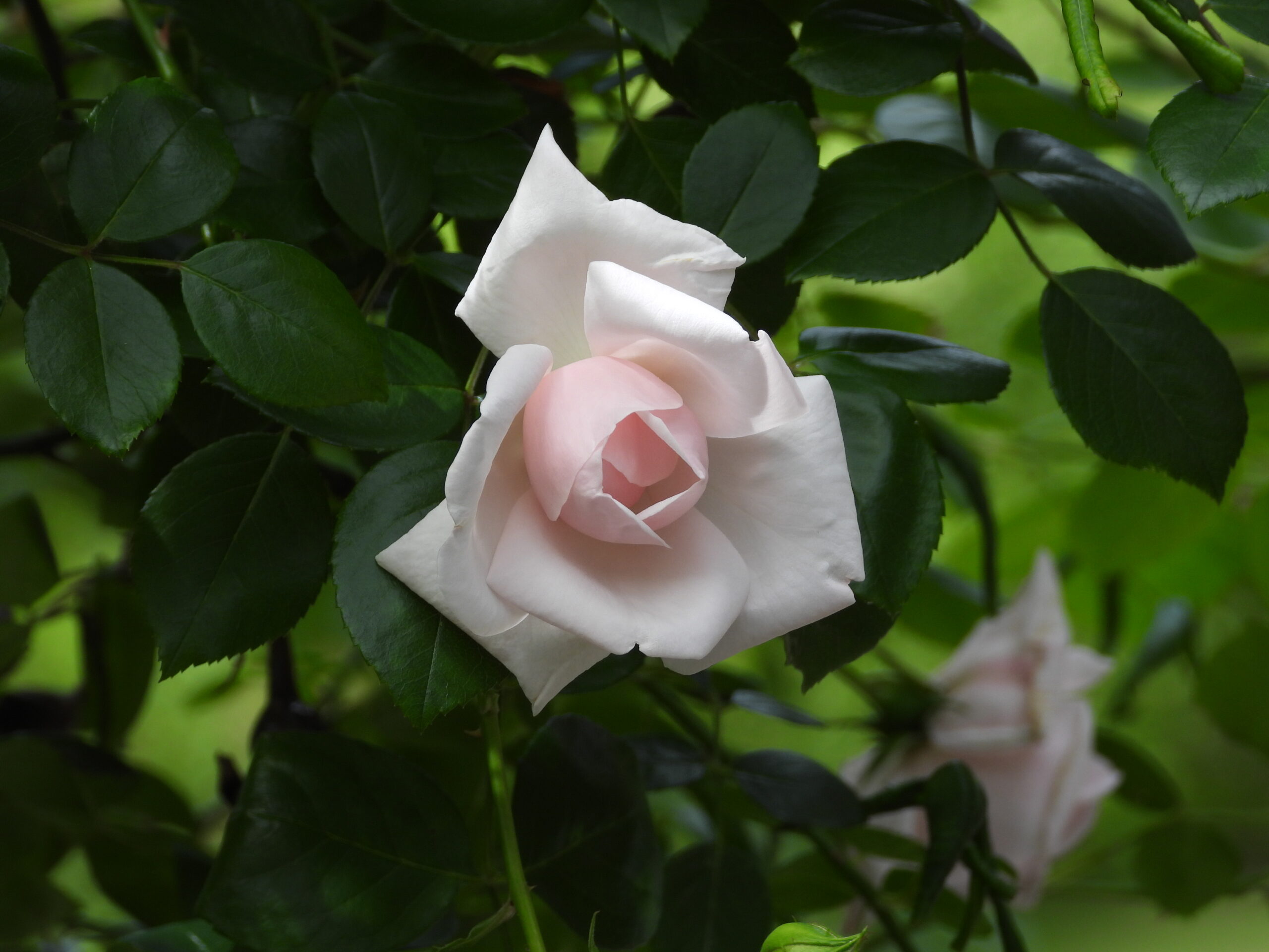 Vještačka inteligencija