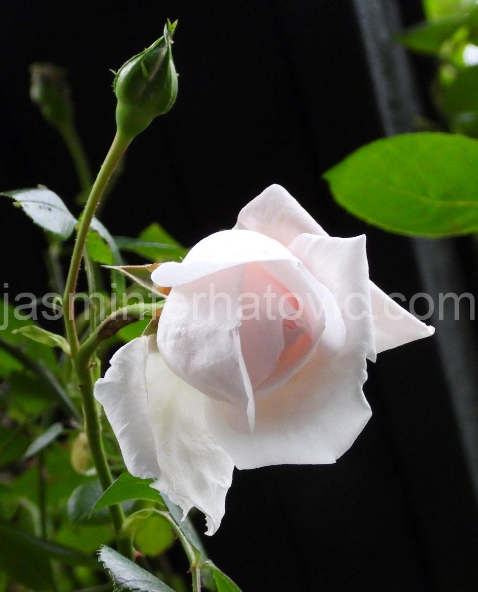 DSCN3977