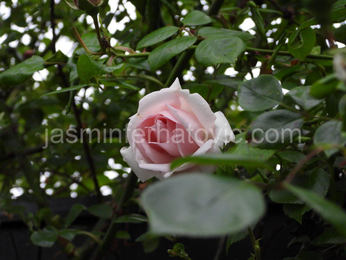 DSCN4016 (1)