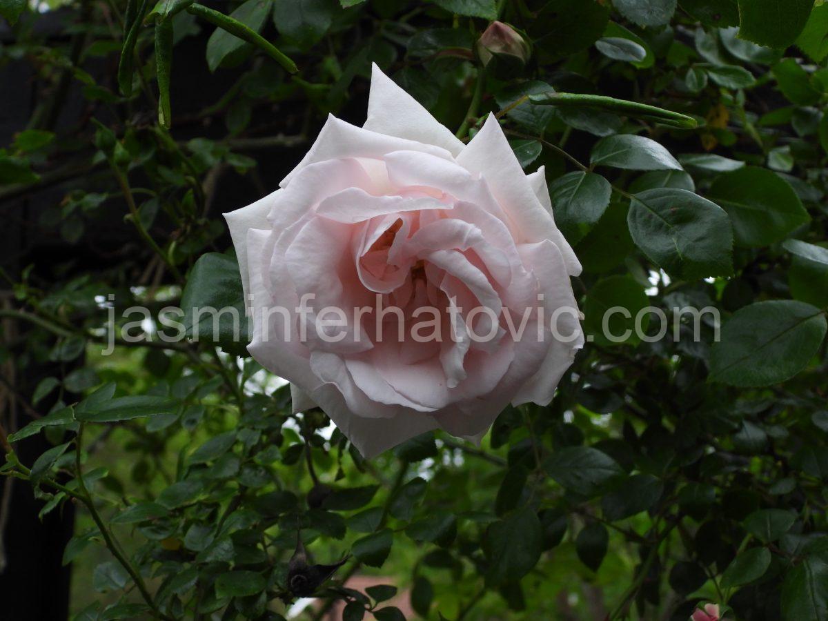 DSCN4022
