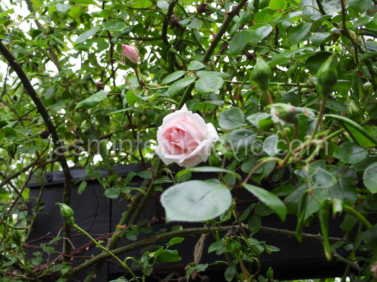 DSCN4024